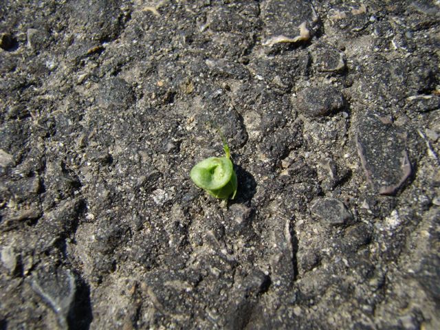 Medicago sativa / Erba medica